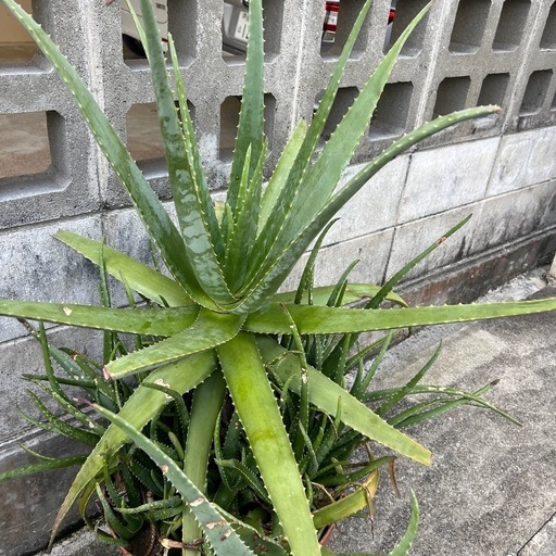 植物