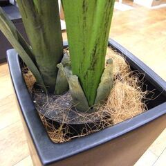 フェイクグリーン オーガスタ 高さ約190㎝ 人工観葉植物 造花 大型 フェイク 観葉植物 札幌市厚別区 厚別店の画像