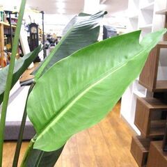 フェイクグリーン オーガスタ 高さ約190㎝ 人工観葉植物 造花 大型 フェイク 観葉植物 札幌市厚別区 厚別店の画像