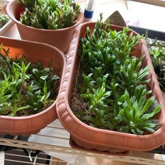 植物