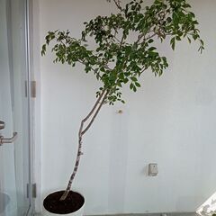 植木　シマトネリコ（高さ180㎝）
