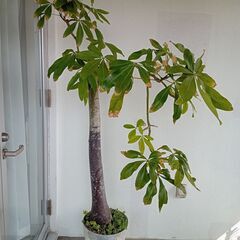 植木　パキラ（高さ180㎝）
