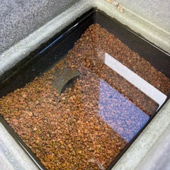 メダカ 繁殖ケース（MとL）、麦飯石の砂利の画像