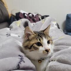 親子猫、里親募集します。