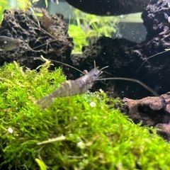 アクアリウム　手長エビ　3匹　🦐の画像
