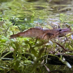 アクアリウム　手長エビ　3匹　🦐の画像
