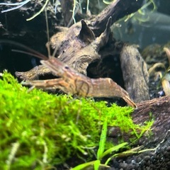 アクアリウム　手長エビ　3匹　🦐の画像