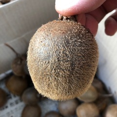 キウイ　４個　100円