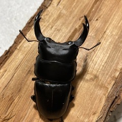 オオクワガタ山梨産♂♀ 取引中❗️
