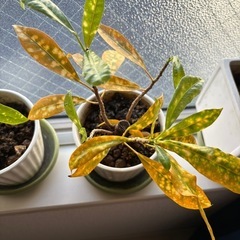 観葉植物
