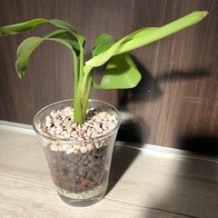🪴観葉植物　ハイドロカルチャー　ストレリチアの画像