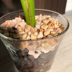 🪴観葉植物　ハイドロカルチャー　ストレリチアの画像