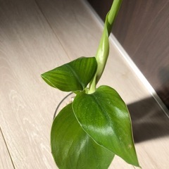 🪴観葉植物　ハイドロカルチャー　ストレリチアの画像