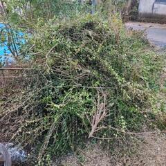 植栽の枝木を持っていっていただける方募集しています。
