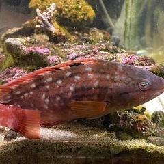 アカササノハベラ 海水魚 推定20cm