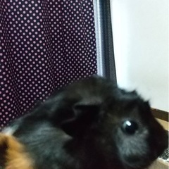 モルモット