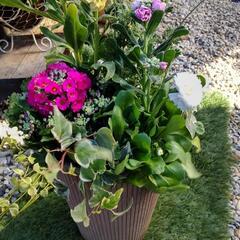 花の寄せ植えワークショップ