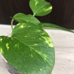 🪴観葉植物　『ポトス』　ハイドロカルチャーの画像