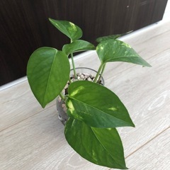 🪴観葉植物　『ポトス』　ハイドロカルチャーの画像