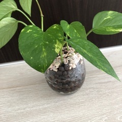 🪴観葉植物　『ポトス』　ハイドロカルチャー