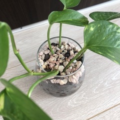 🪴観葉植物　『ポトス』　ハイドロカルチャーの画像