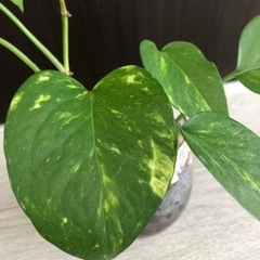 🪴観葉植物　『ポトス』　ハイドロカルチャーの画像