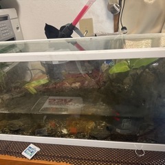 早い者勝ち テラリウム水槽 イモリウム水槽 +アカハライモリ3匹付き