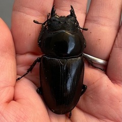 能勢SRオオクワガタ♀【55mm台】