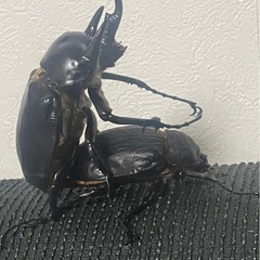 【はなのあな様と取引中】アクティオンゾウカブト3令幼虫2ペア(レックスゾウカブト)  送料別　遠方取引可能の画像