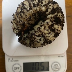 【はなのあな様と取引中】アクティオンゾウカブト3令幼虫2ペア(レックスゾウカブト)  送料別　遠方取引可能の画像