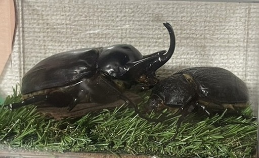 【はなのあな様と取引中】アクティオンゾウカブト3令幼虫2ペア(レックスゾウカブト)  送料別　遠方取引可能