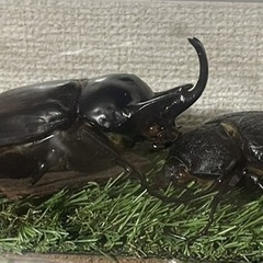 【はなのあな様と取引中】アクティオンゾウカブト3令幼虫2ペア(レックスゾウカブト)  送料別　遠方取引可能の画像