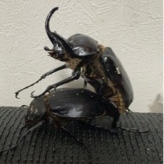 【はなのあな様と取引中】アクティオンゾウカブト3令幼虫2ペア(レックスゾウカブト)  送料別　遠方取引可能の画像