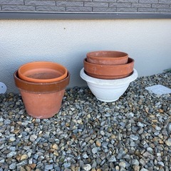 鉢植え　1個50円〜の画像