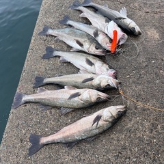 釣り仲間募集 - 姫路市