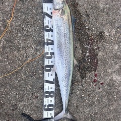 釣り仲間募集