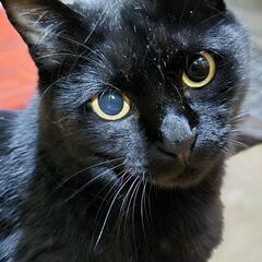 臆病だけど、とっても甘えん坊な女の子 - 猫