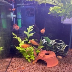 熱帯魚アピストグラマアガシジィFRの画像