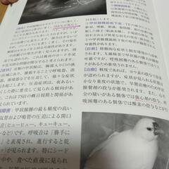 〔お値下げしました！〕［代理投稿］セキセイインコの本セットの画像