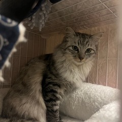 ふわふわもふもふホイップくん🩵 - 北九州市