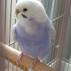 セキセイインコ里親募集