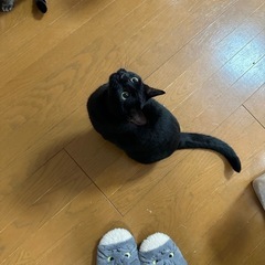 約2歳半、黒猫の女の子