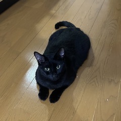 約2歳半、黒猫の女の子【決まりました】 - 猫