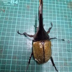 値下げ‼️①ヘラクレスオオカブト