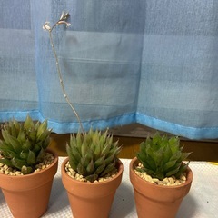 多肉植物ハオルチアの画像