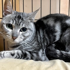 アメショ風イケメンサバトラ　1歳オス小さめ