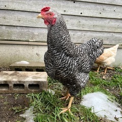 鶏ペア