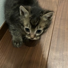 キジトラの赤ちゃん　2匹