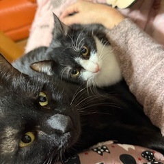 10/26 庭で保護した男の子 - 猫