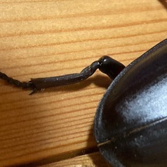 オオクワガタ81YGペア　取引中❗️
の画像